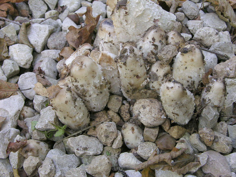 Un fosso......e una marea di funghi.(parte 1)